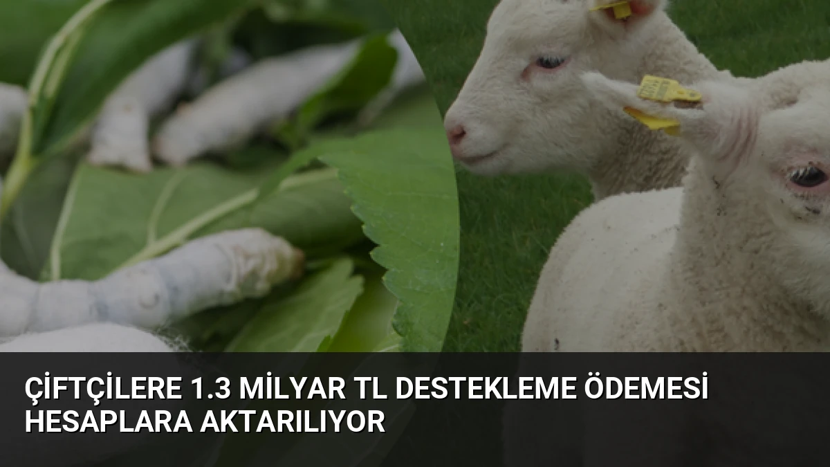 Çiftçilere 1.3 Milyar TL Destekleme Ödemesi Hesaplara Aktarılıyor