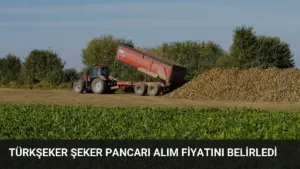 Türkşeker Şeker Pancarı Alım Fiyatını Belirledi