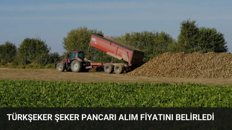 Türkşeker Şeker Pancarı Alım Fiyatını Belirledi
